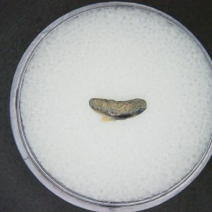 Galeocerdo cuvier Extinct Tiger Shark Tooth Fossil for Sale #44