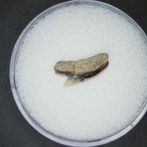 Galeocerdo cuvier Extinct Tiger Shark Tooth Fossil for Sale #45