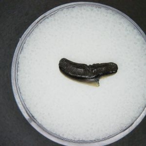 Galeocerdo cuvier Extinct Tiger Shark Tooth Fossil for Sale #46