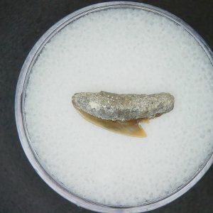 Galeocerdo cuvier Extinct Tiger Shark Tooth Fossil for Sale #47