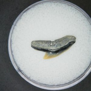 Galeocerdo cuvier Extinct Tiger Shark Tooth Fossil for Sale #48