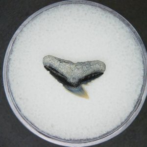 Galeocerdo cuvier Extinct Tiger Shark Tooth Fossil for Sale #49