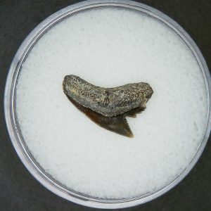 Galeocerdo cuvier Extinct Tiger Shark Tooth Fossil for Sale #53