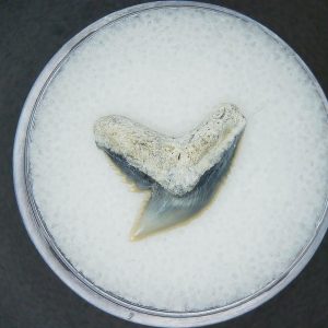 Galeocerdo cuvier Extinct Tiger Shark Tooth Fossil for Sale #54