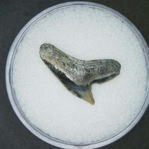 Galeocerdo cuvier Extinct Tiger Shark Tooth Fossil for Sale #55