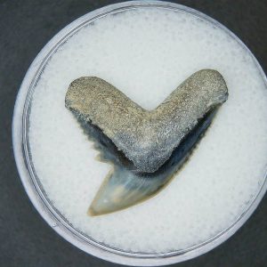 Galeocerdo cuvier Extinct Tiger Shark Tooth Fossil for Sale #58