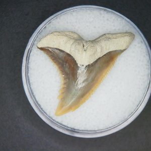 Hemipristis serra Extinct Weasel Shark Tooth Fossil for Sale #1