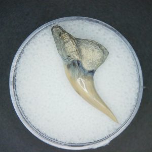 Hemipristis serra Extinct Weasel Shark Tooth Fossil for Sale #10