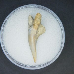 Hemipristis serra Extinct Weasel Shark Tooth Fossil for Sale #11