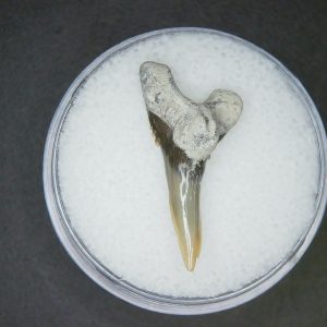 Hemipristis serra Extinct Weasel Shark Tooth Fossil for Sale #12