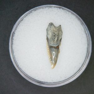 Hemipristis serra Extinct Weasel Shark Tooth Fossil for Sale #14