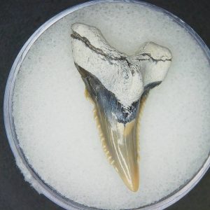 Hemipristis serra Extinct Weasel Shark Tooth Fossil for Sale #15