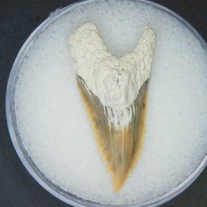 Hemipristis serra Extinct Weasel Shark Tooth Fossil for Sale #16