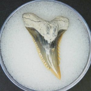 Hemipristis serra Extinct Weasel Shark Tooth Fossil for Sale #17