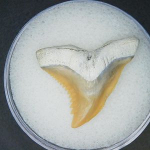 Hemipristis serra Extinct Weasel Shark Tooth Fossil for Sale #18