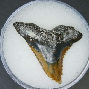Hemipristis serra Extinct Weasel Shark Tooth Fossil for Sale #19