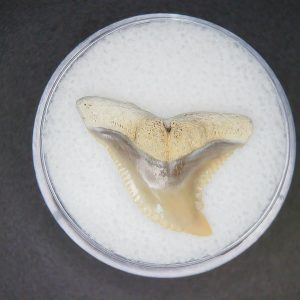 Hemipristis serra Extinct Weasel Shark Tooth Fossil for Sale #2