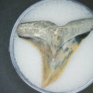 Hemipristis serra Extinct Weasel Shark Tooth Fossil for Sale #20