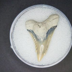 Hemipristis serra Extinct Weasel Shark Tooth Fossil for Sale #3