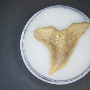 Hemipristis serra Extinct Weasel Shark Tooth Fossil for Sale #4