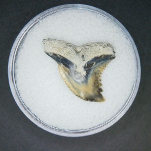 Hemipristis serra Extinct Weasel Shark Tooth Fossil for Sale #5