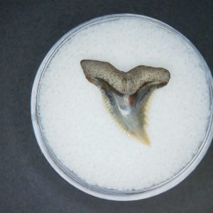 Hemipristis serra Extinct Weasel Shark Tooth Fossil for Sale #6
