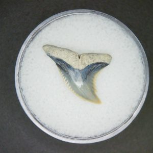Hemipristis serra Extinct Weasel Shark Tooth Fossil for Sale #7