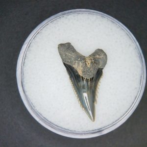 Hemipristis serra Extinct Weasel Shark Tooth Fossil for Sale #8