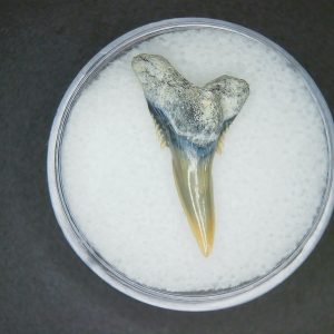 Hemipristis serra Extinct Weasel Shark Tooth Fossil for Sale #9