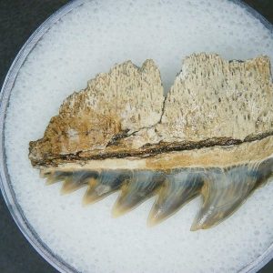 Notorhynchus primigenius Extinct 7 Gill Shark Tooth Fossil for Sale #10