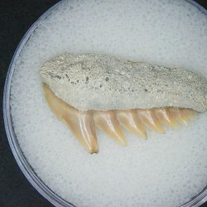 Notorhynchus primigenius Extinct 7 Gill Shark Tooth Fossil for Sale #11