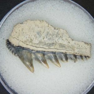 Notorhynchus primigenius Extinct 7 Gill Shark Tooth Fossil for Sale #12