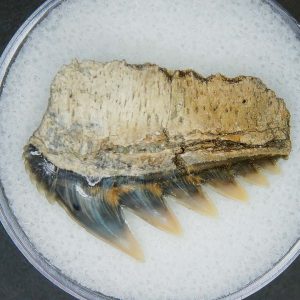 Notorhynchus primigenius Extinct 7 Gill Shark Tooth Fossil for Sale #13