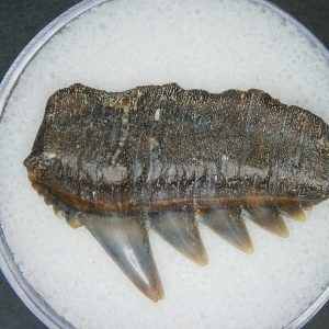 Notorhynchus primigenius Extinct 7 Gill Shark Tooth Fossil for Sale #14