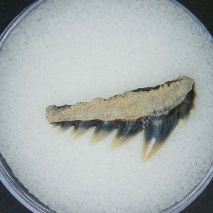 Notorhynchus primigenius Extinct 7 Gill Shark Tooth Fossil for Sale #2