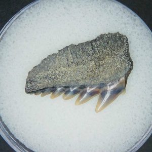 Notorhynchus primigenius Extinct 7 Gill Shark Tooth Fossil for Sale #3