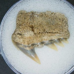 Notorhynchus primigenius Extinct 7 Gill Shark Tooth Fossil for Sale #4