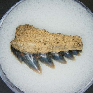 Notorhynchus primigenius Extinct 7 Gill Shark Tooth Fossil for Sale #5