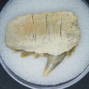 Notorhynchus primigenius Extinct 7 Gill Shark Tooth Fossil for Sale #6