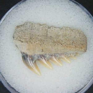 Notorhynchus primigenius Extinct 7 Gill Shark Tooth Fossil for Sale #7