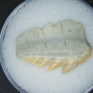 Notorhynchus primigenius Extinct 7 Gill Shark Tooth Fossil for Sale #8