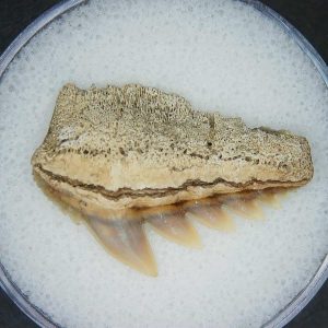 Notorhynchus primigenius Extinct 7 Gill Shark Tooth Fossil for Sale #9