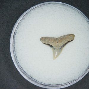 Carcharhinus brachyurus Extinct Shark Tooth Fossil for Sale #1