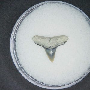 Carcharhinus brachyurus Extinct Shark Tooth Fossil for Sale #10