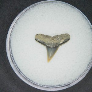 Carcharhinus brachyurus Extinct Shark Tooth Fossil for Sale #11