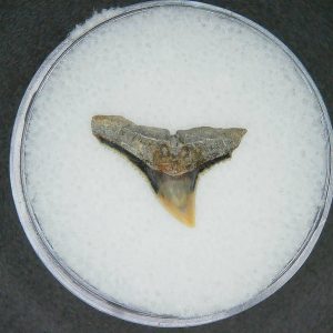 Carcharhinus brachyurus Extinct Shark Tooth Fossil for Sale #12