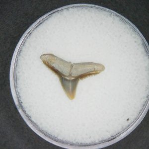 Carcharhinus brachyurus Extinct Shark Tooth Fossil for Sale #13