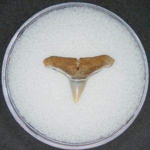 Carcharhinus brachyurus Extinct Shark Tooth Fossil for Sale #14