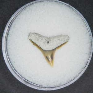 Carcharhinus brachyurus Extinct Shark Tooth Fossil for Sale #15