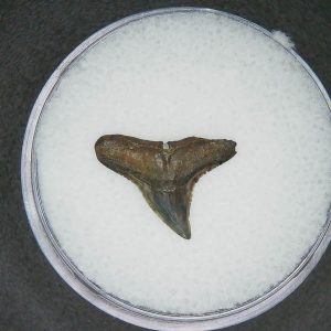 Carcharhinus brachyurus Extinct Shark Tooth Fossil for Sale #16